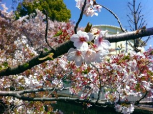 昨年の桜